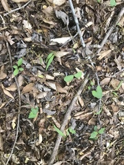 Claytonia