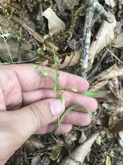 Claytonia