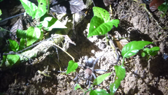 Lasiodora brevibulbus