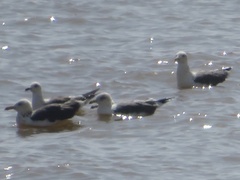 Larus fuscus
