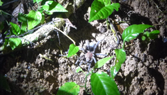 Lasiodora brevibulbus