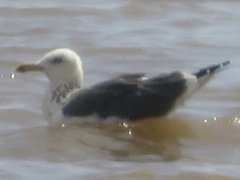 Larus fuscus