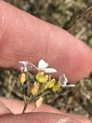 Arabidopsis arenosa