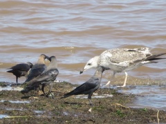 Larus fuscus