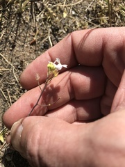 Arabidopsis arenosa