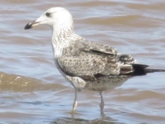 Larus fuscus
