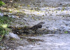 Mimus polyglottos