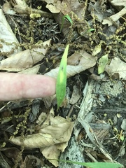 Claytonia