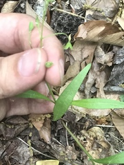 Claytonia