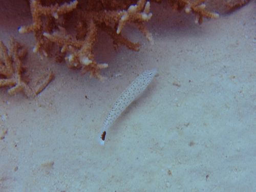 Parapercis queenslandica