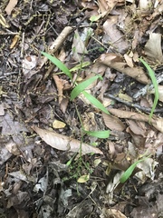 Claytonia
