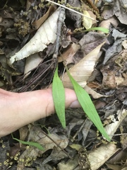 Claytonia