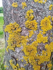 Xanthoria parietina