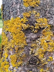 Xanthoria parietina