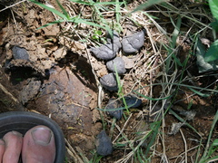 Hystrix africaeaustralis