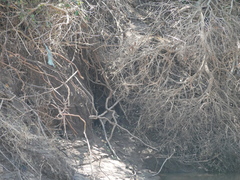 Dendrohyrax