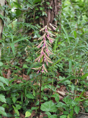 Cremastra appendiculata variabilis