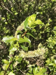Salix phylicifolia