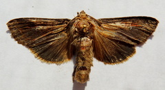 Polia bombycina