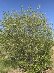 Salix phylicifolia