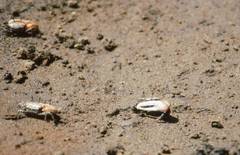 Austruca occidentalis