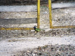 Cyanocorax yncas