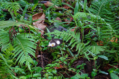 Taenaris phorcas