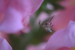 Araneae