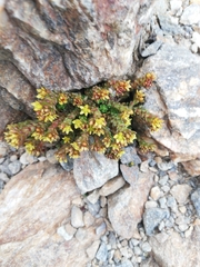 Sedum alpestre