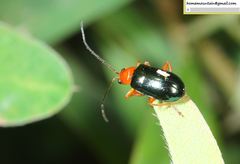 Cneorane violaceipennis