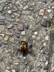 Bombus pascuorum