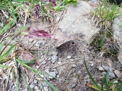 Lasiommata