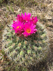 Pediocactus nigrispinus