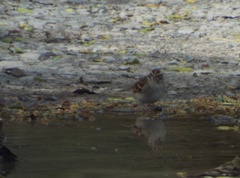 Spizella passerina