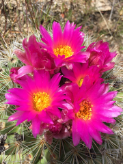 Pediocactus nigrispinus