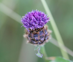 Centaurea decipiens