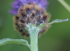 Centaurea decipiens