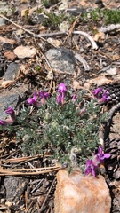 Oxytropis multiceps