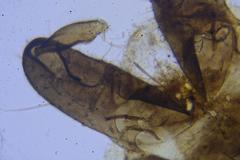 Paracladius conversus