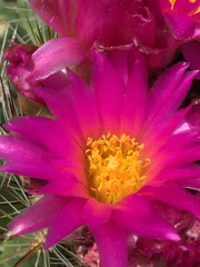 Pediocactus nigrispinus