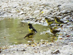 Spinus psaltria