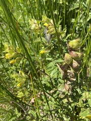 Dactylorhiza maculata