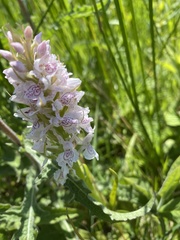 Dactylorhiza maculata