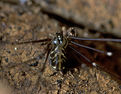 Wugigarra