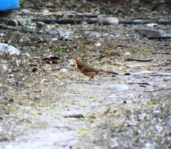 Cardinalis cardinalis