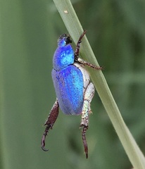 Hoplia coerulea
