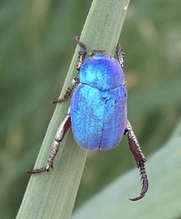 Hoplia coerulea
