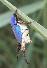 Hoplia coerulea
