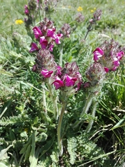 Pedicularis cenisia
