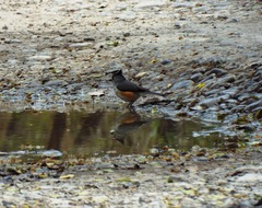 Baeolophus atricristatus